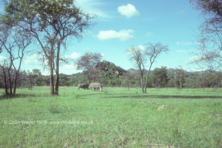 Rhinos grazing in the Matopos.