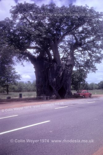 Baobab on the Fort Victoria - Beitbridge road, 1974
