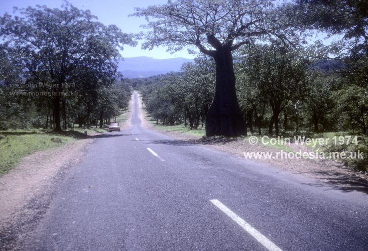 Approaching Birchenough Bridge. The arch may just be seen in the centre glinting above the road. Note the young baobab tree on the right.