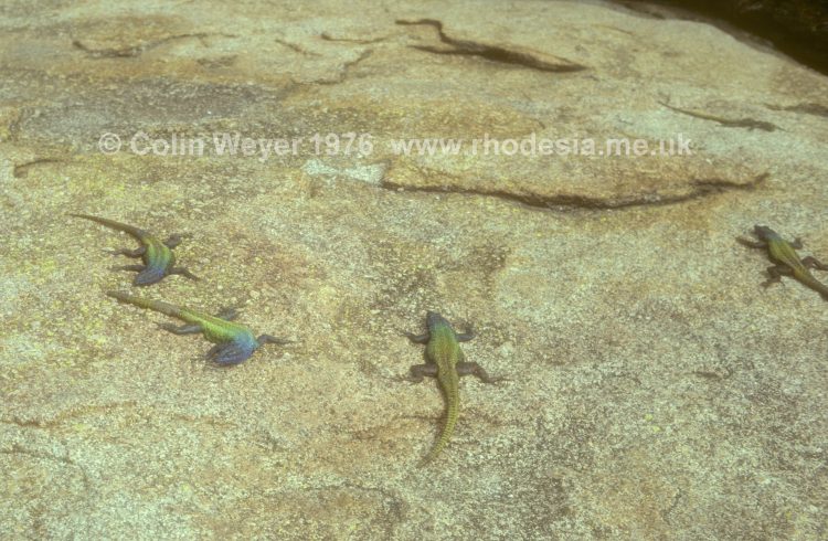 Agama rock lizards basking in the sun at Rhodes Grave, Matopos Hills.