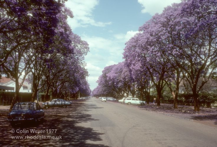 Montagu Avenue in Salisbury around October is Jacaranda time. So many avenues are lined with these trees that Salisbury became known as the Jacaranda City.