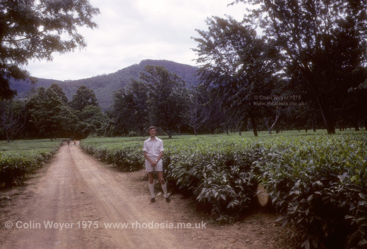 Site author, Colin Weyer, at New Year’s Gift Tea Estate, Tanganda, Rhodesia